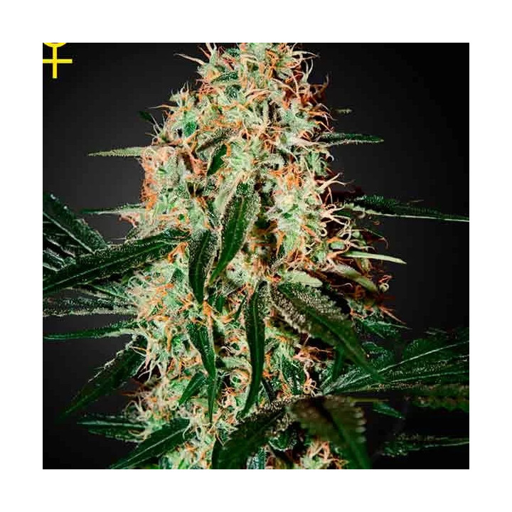 Arjan's Haze #3 Feminizada Green House Seeds