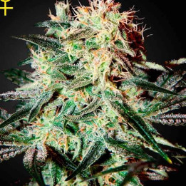  Arjan's Strawberry Haze Feminizada 【Green House Seeds】