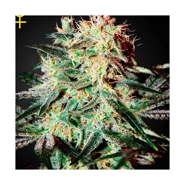 Arjan's Strawberry Haze Feminizada Green House Seeds