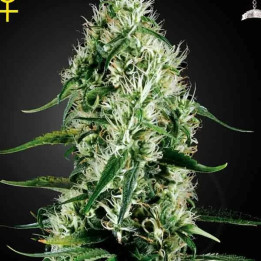  Super Silver Haze Feminizada 【Green House Seeds】