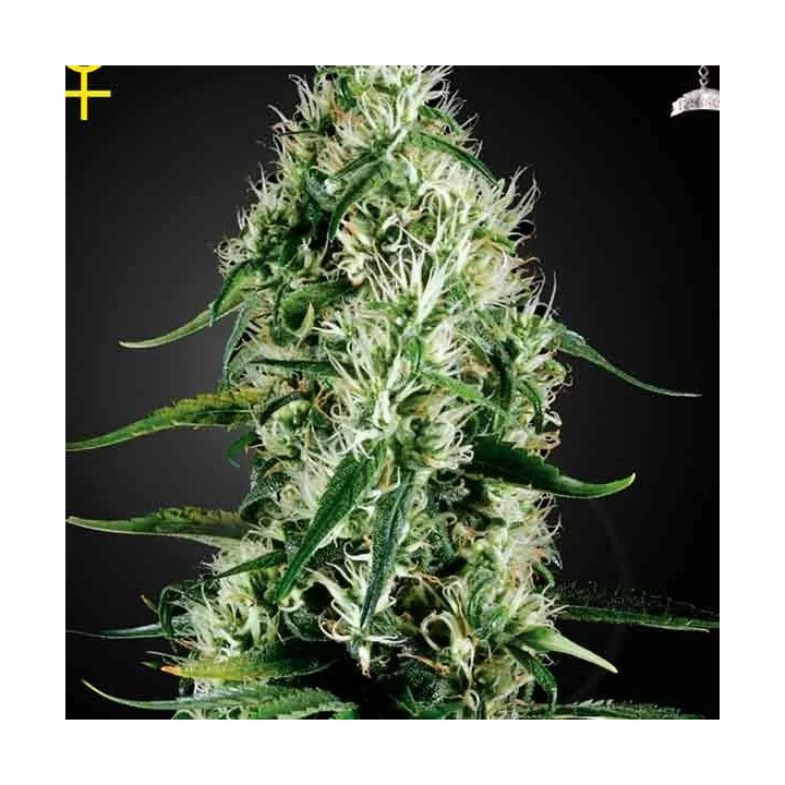 Super Silver Haze Feminizada Green House Seeds