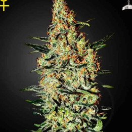  Neville's Haze Feminizada 【Green House Seeds】