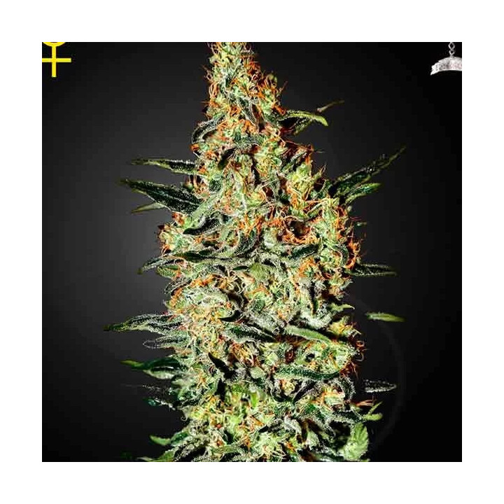 Neville's Haze Feminizada Green House Seeds