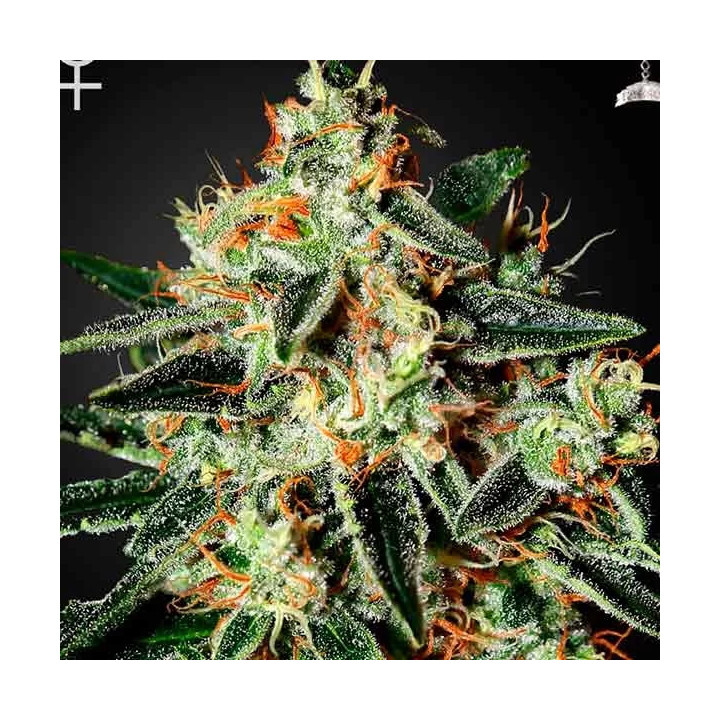 Cheese Feminizada Green House Seeds