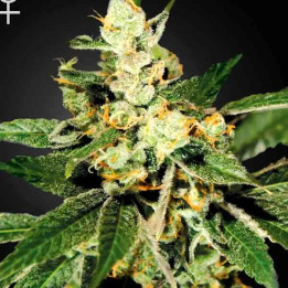 Trainwreck Feminizada 【Green House Seeds】