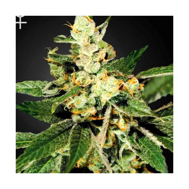 Trainwreck Feminizada Green House Seeds