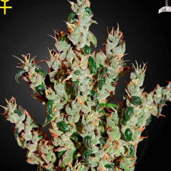 NL5 HAZE MIST