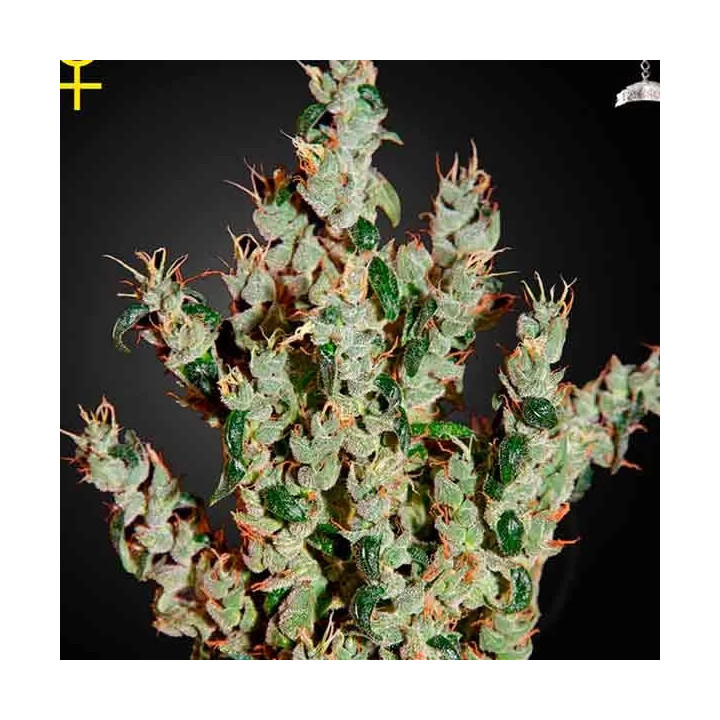 NL5 Haze Mist Feminizada Green House Seeds
