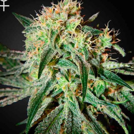  Damn Sour Feminizada 【Green House Seeds】