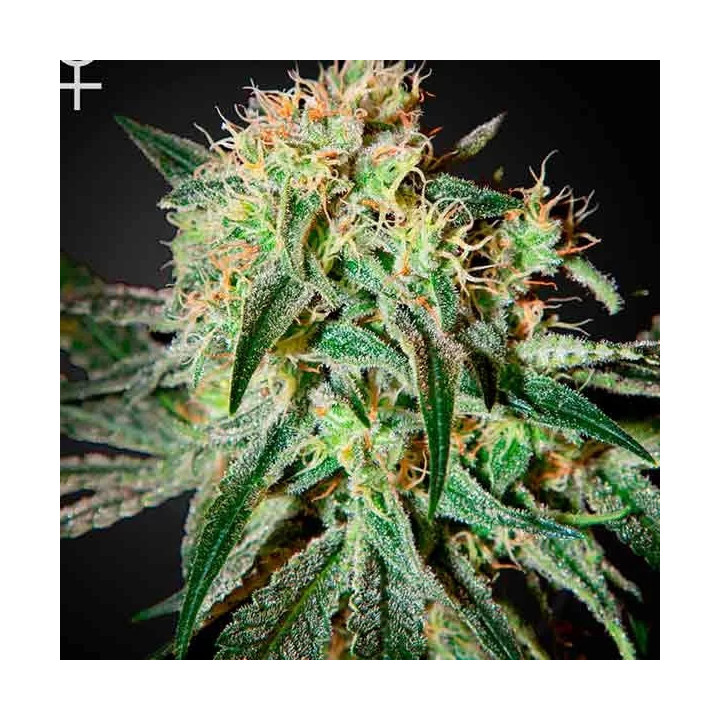  Damn Sour Feminizada 【Green House Seeds】