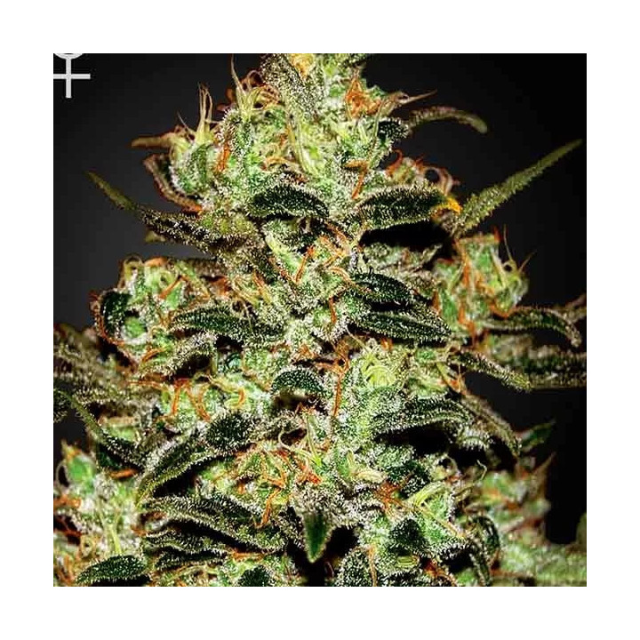 Moby Dick Feminizada Green House Seeds
