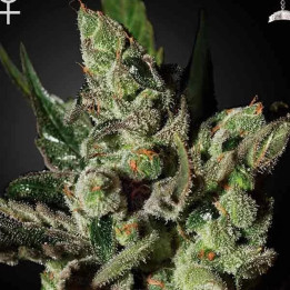  Exodus Cheese Feminizada 【Green House Seeds】