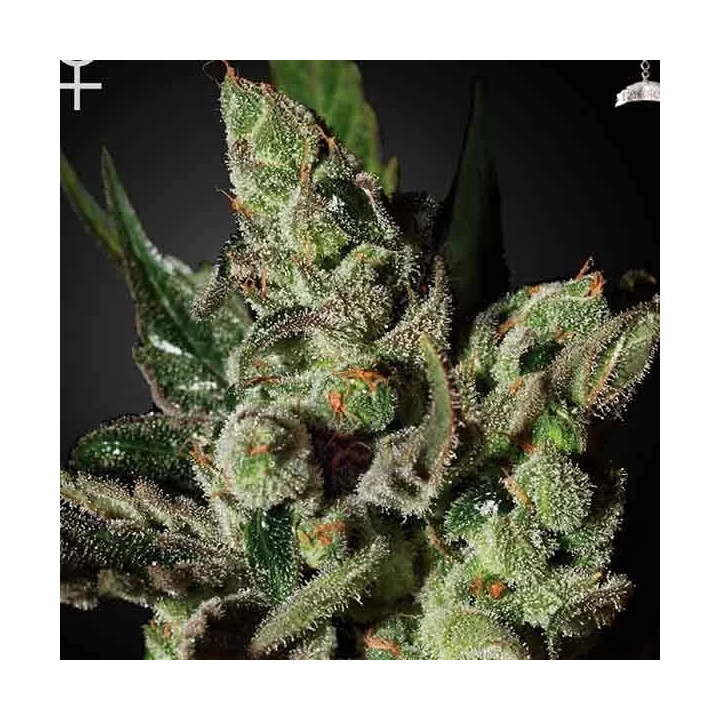 Exodus Cheese Feminizada Green House Seeds