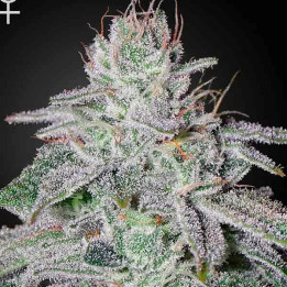  Franco's Lemon Cheese Feminizada 【Green House Seeds】