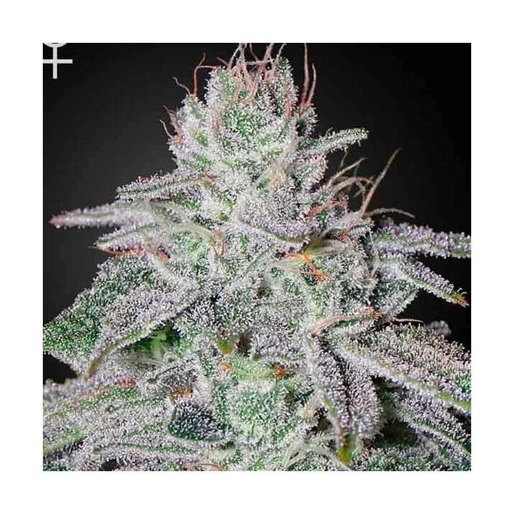 Franco's Lemon Cheese Feminizada Green House Seeds