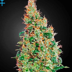 Green o Matic