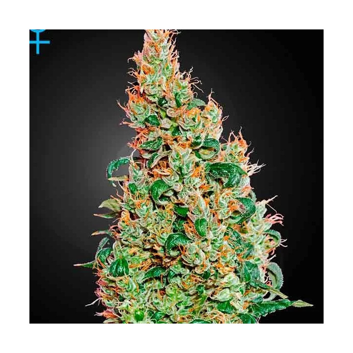 Green O Matic Auto Green House Seeds