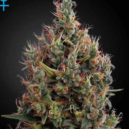  Big Bang Auto 【Green House Seeds】