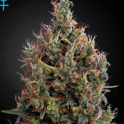 Big Bang Auto