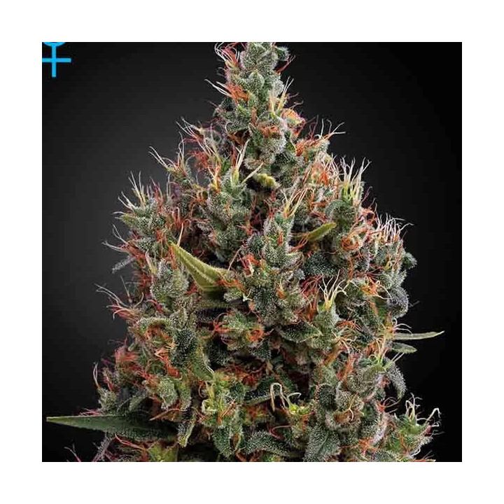 Big Bang Auto Green House Seeds