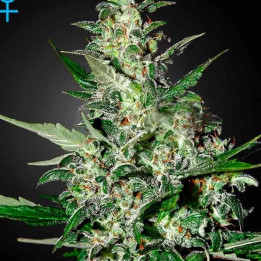  Super Critical Auto 【Green House Seeds】