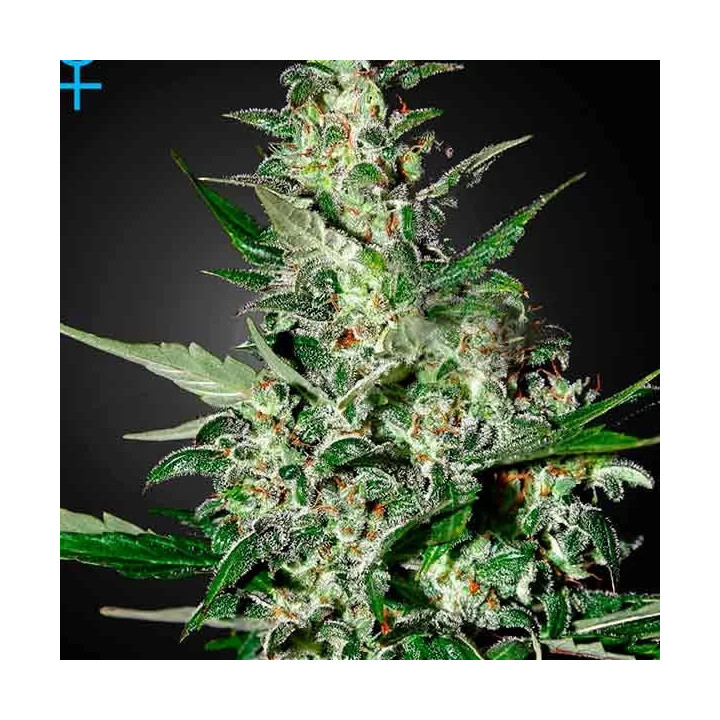 Super Critical Auto Green House Seeds