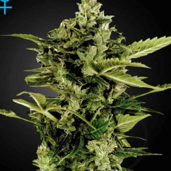 Auto Bomb