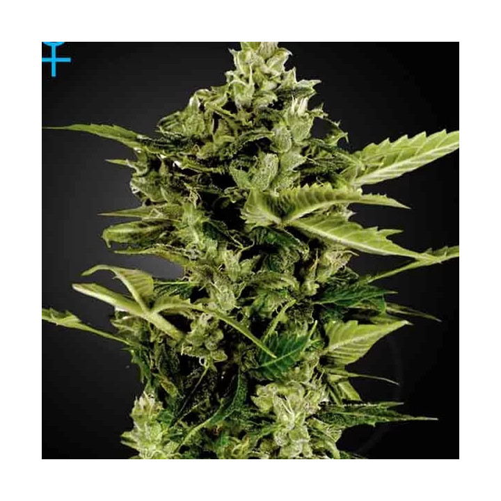 Auto Bomb Green House Seeds