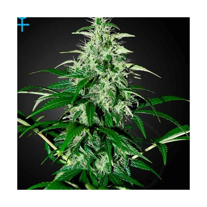 Kalashnikova Auto Green House Seeds