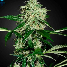  Northern Lights Auto 【Green House Seeds】
