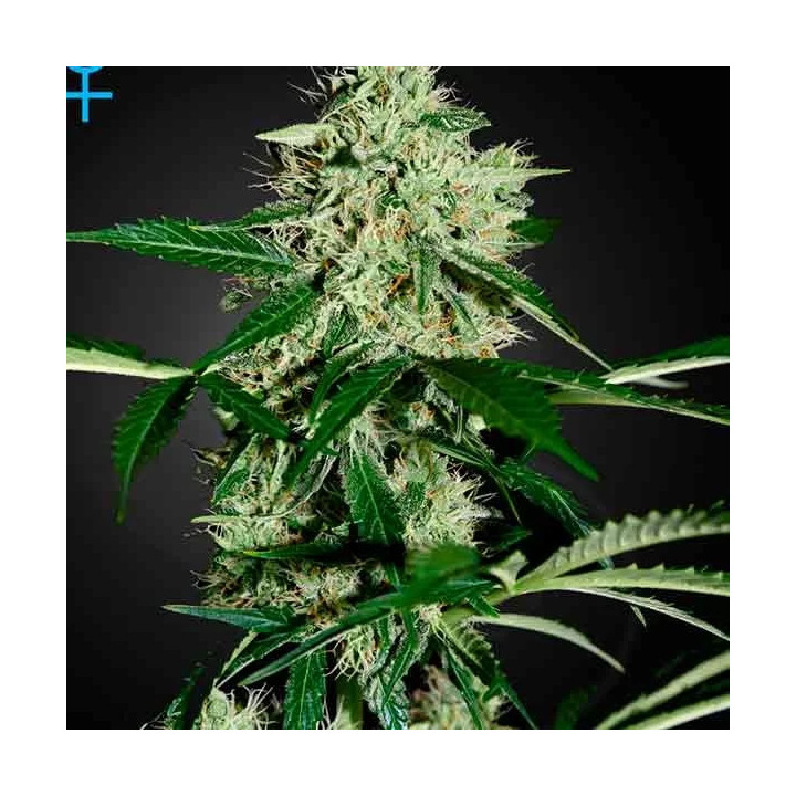 Northern Lights Auto Green House Seeds
