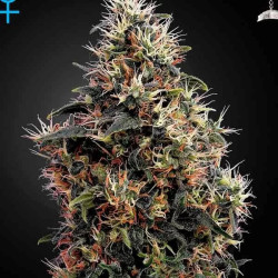 Sweet Mango Auto