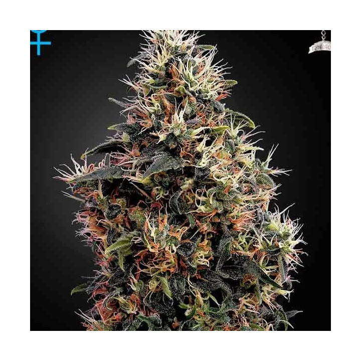 Sweet Mango Auto Green House Seeds
