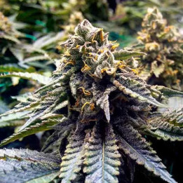 Chocolate Mint OG Feminizada 【Humboldt Seed】