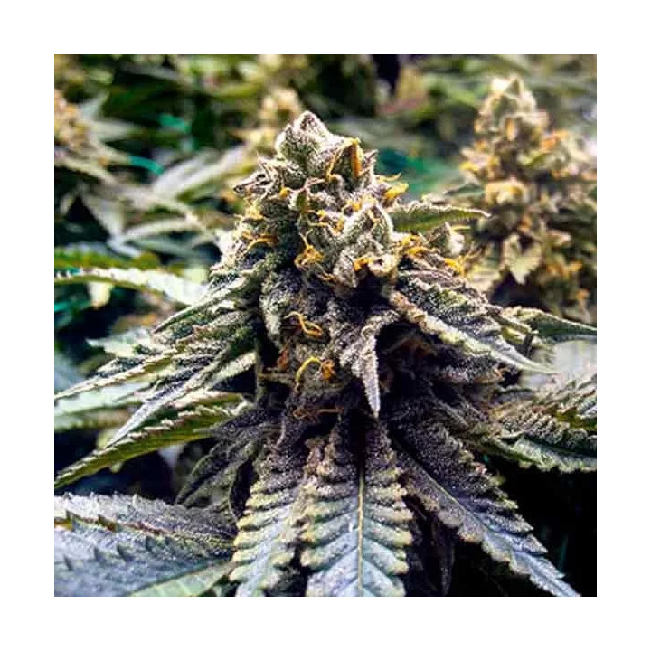 Chocolate Mint OG Feminizada Humboldt Seed
