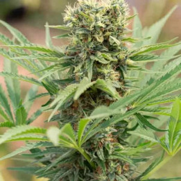 Dedoverde Haze Feminizada 【Humboldt Seed】