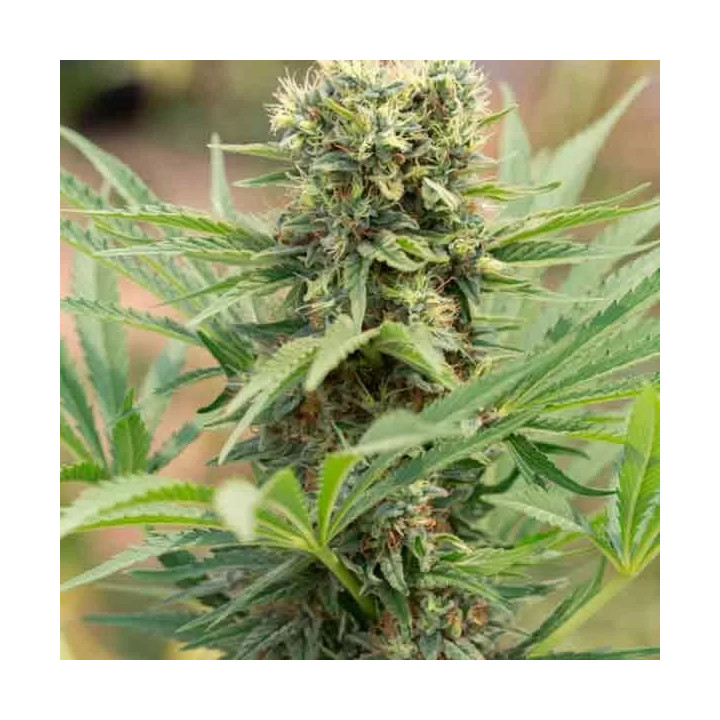 Dedoverde Haze Feminizada 【Humboldt Seed】