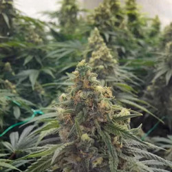 Desert Diesel