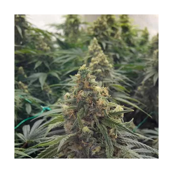 Desert Diesel Feminizada 【Humboldt Seed】