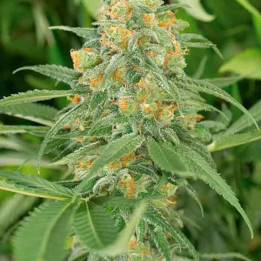 Green Crack Feminizada 【Humboldt Seed】