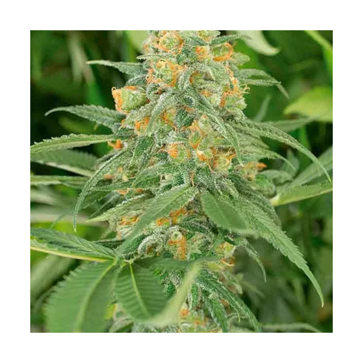 Green Crack Feminizada Humboldt Seed