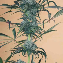 Green Crack CBD Feminizada 【Humboldt Seed】