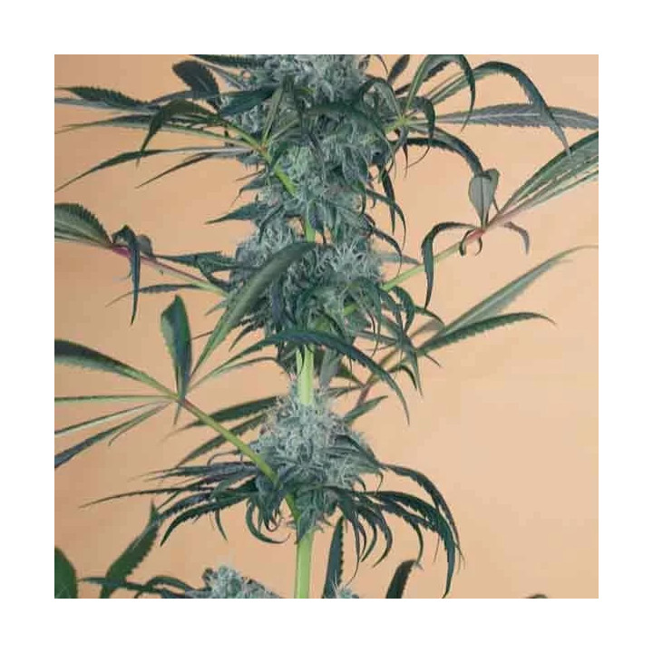 Green Crack CBD Feminizada Humboldt Seed