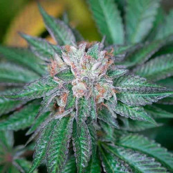 Master Kush