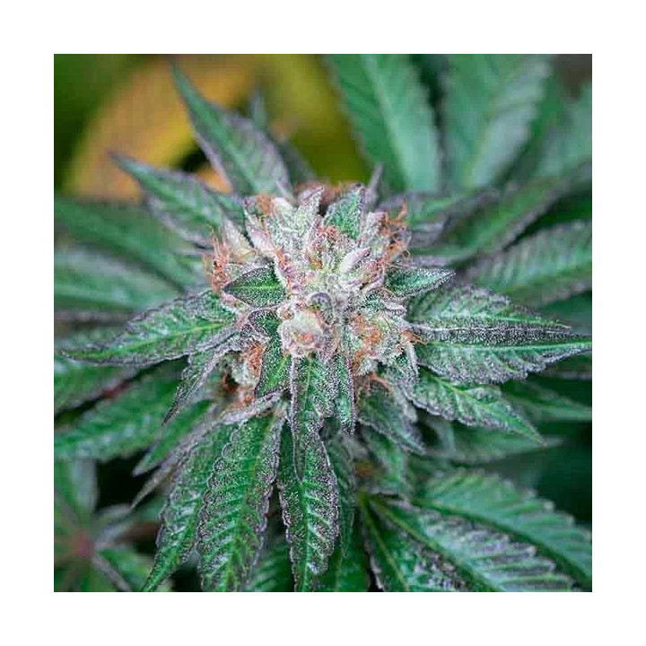 Master Kush Feminizada Humboldt Seed