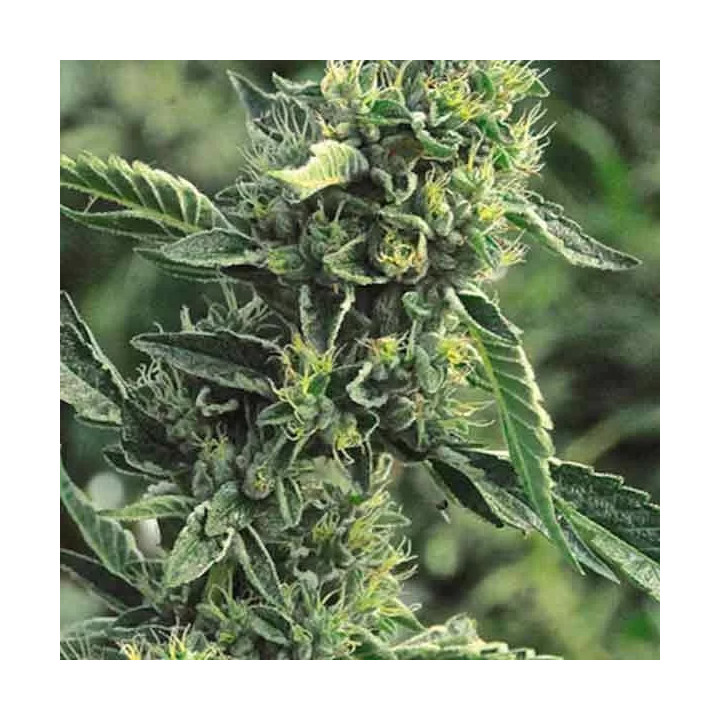 OG Kush Feminizada Humboldt Seed