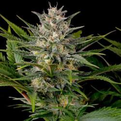 Pineapple Skunk
