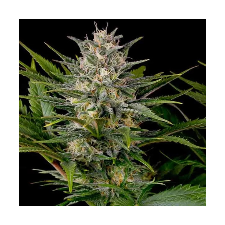 Pineapple Skunk Feminizada Humboldt Seed