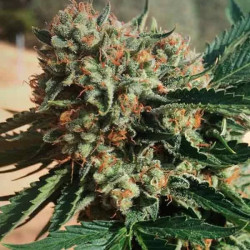 SAPPHIRE OG