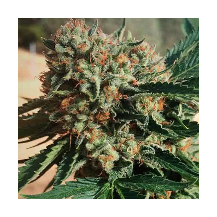 Sapphire OG Feminizada Humboldt Seed